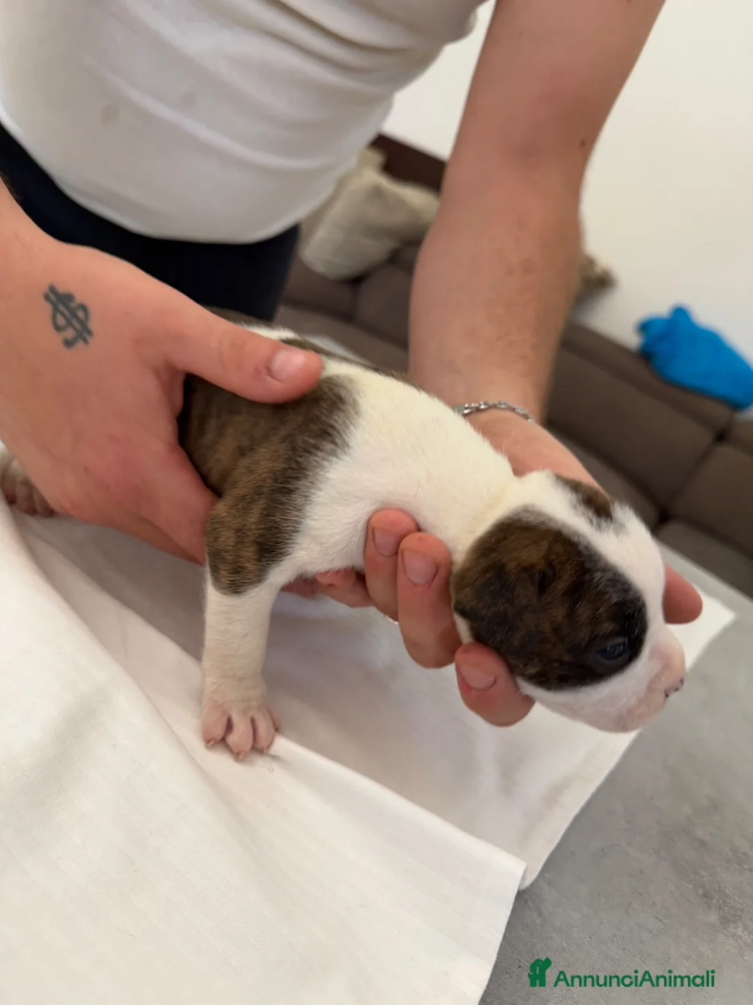 American Staffordshire cani in vendita: Cuccioli Amstaff  - Annuncio 2