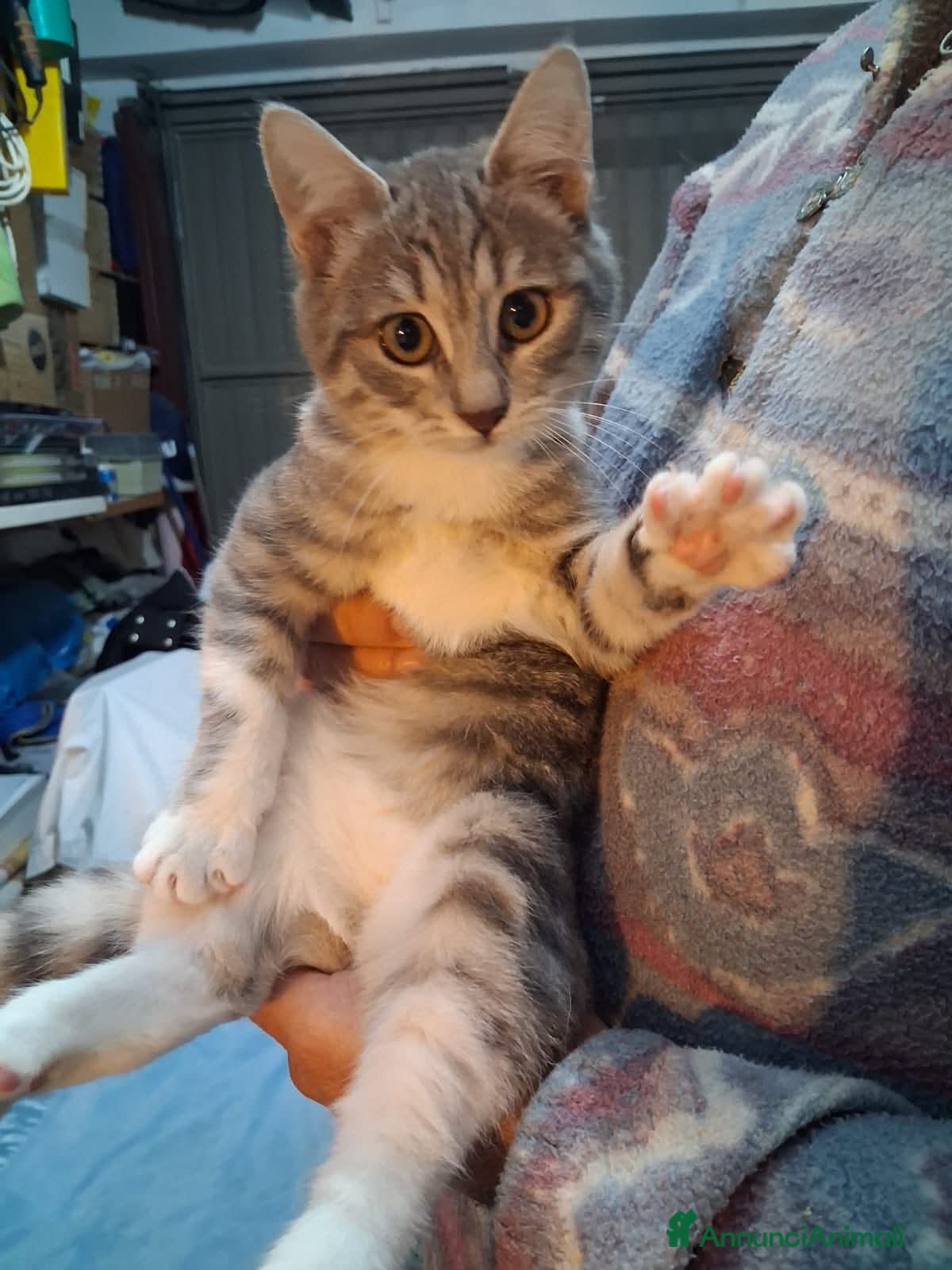 Meticcio gatti Perla e Priscilla  - Annuncio 31