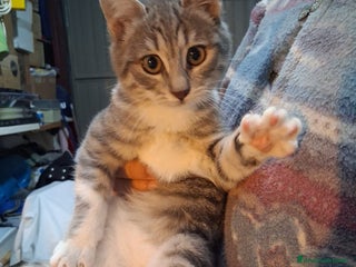 Meticcio gatti Perla e Priscilla - Annuncio 1