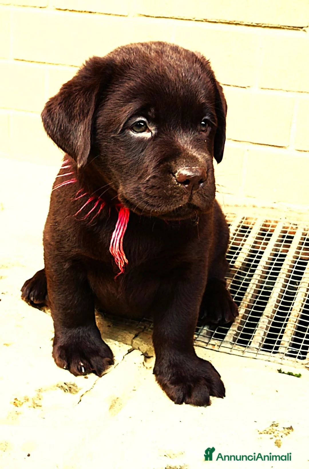 Labrador cani in vendita: cuccioli di labrador retriever - Annuncio 2