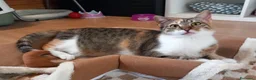 Europeo gatti in regalo: Karina, dolce micia tricolore in adozione! - Annuncio 3