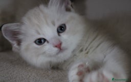 Ragdoll gatti in vendita: Cuccioli Ragdoll a Provincia di Bergamo - Immagine 16