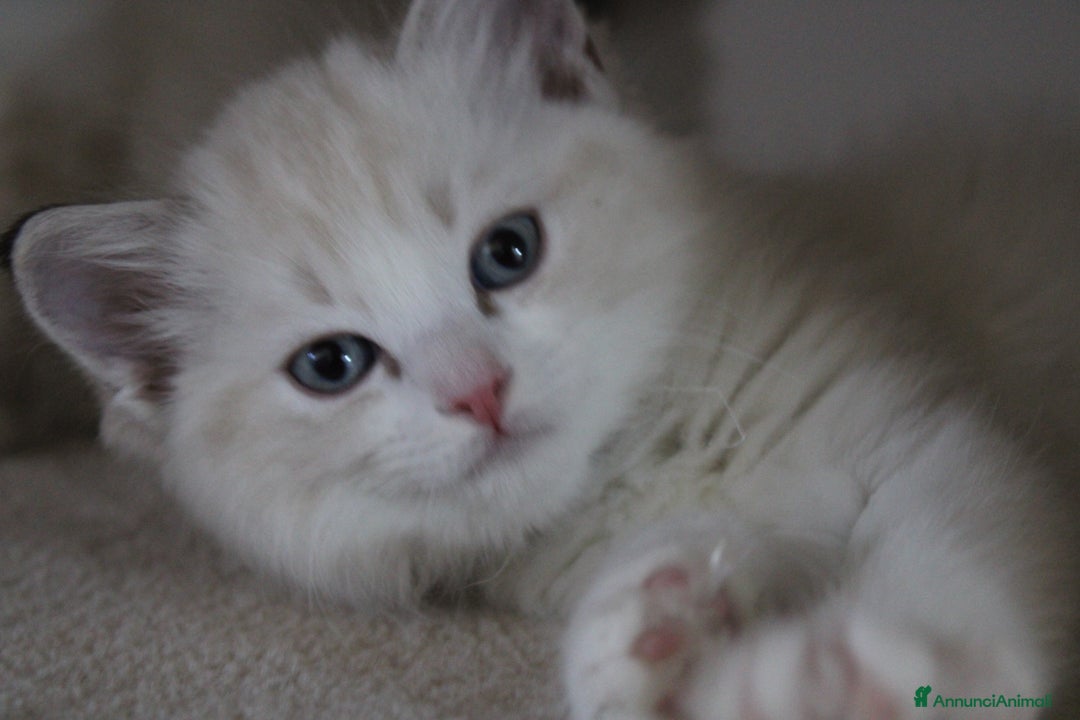 Ragdoll gatti in vendita: Cuccioli Ragdoll a Provincia di Bergamo - Immagine 16