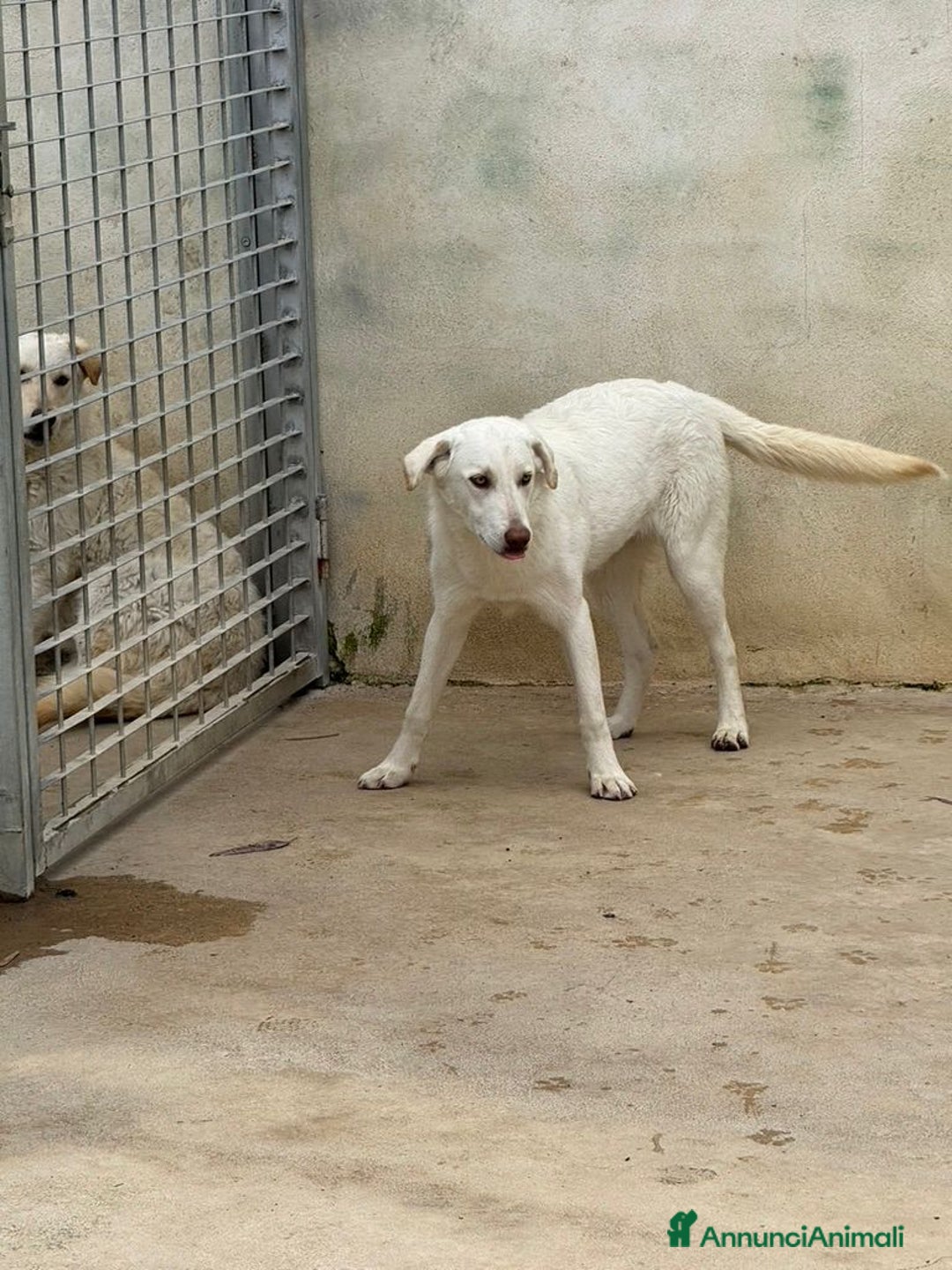 Meticcio cani in regalo: Chiara: 1 anno, socievole ed equilibrata - Annuncio 18