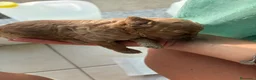 Barboncino cani in vendita: Barboncino - Annuncio 3
