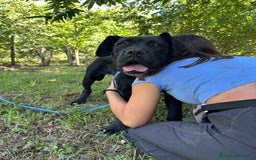 Cane Corso cani in regalo: ULLI, cucciolone CANE CORSO! Stupendo - Immagine 3