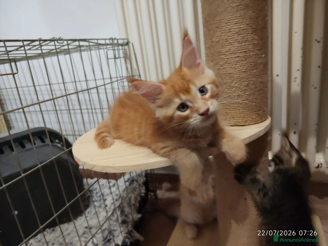 Maine Coon gatti in vendita: Cuccioli di Maine Coon  - Annuncio 2
