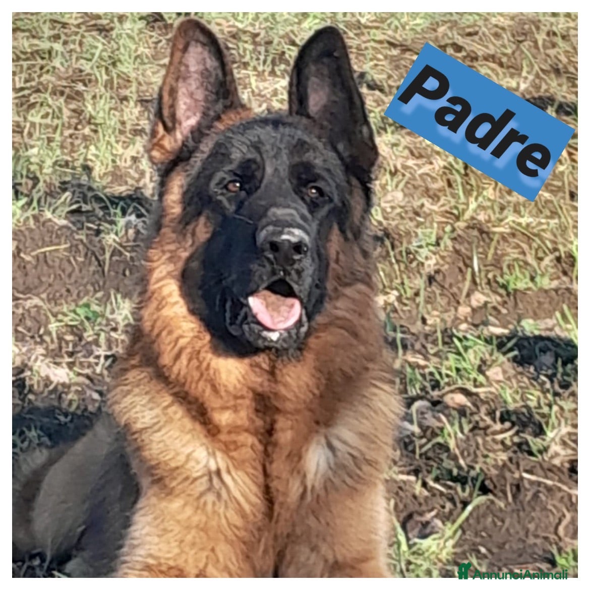Pastore Tedesco cani Pastore tedesco con pedigree  - Annuncio 4