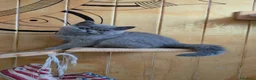 British gatti in vendita: Cucciole di British Shorthair  - Annuncio 3
