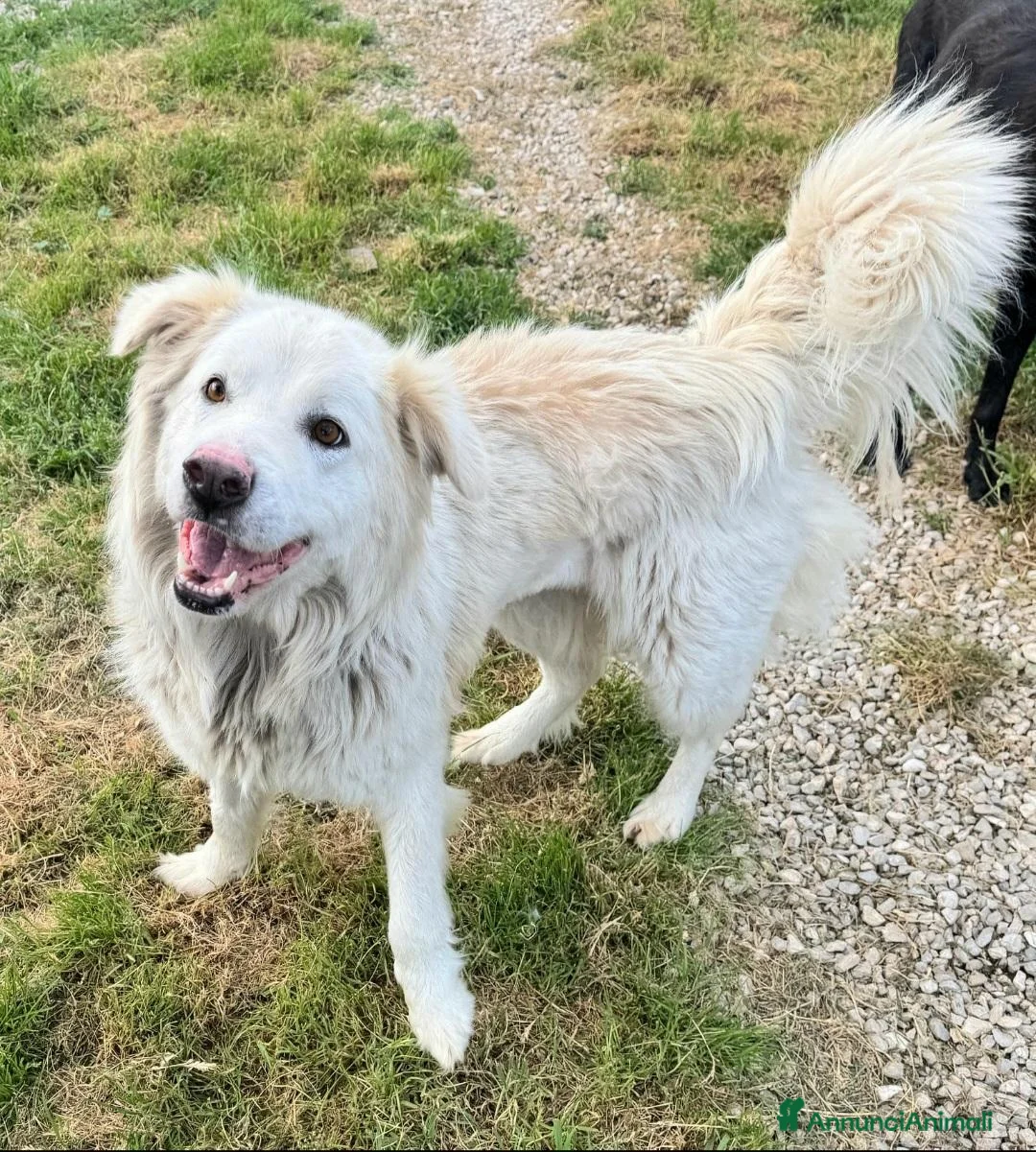 Meticcio cani in regalo: Margot 2 anni Taglia media grande - Annuncio 2