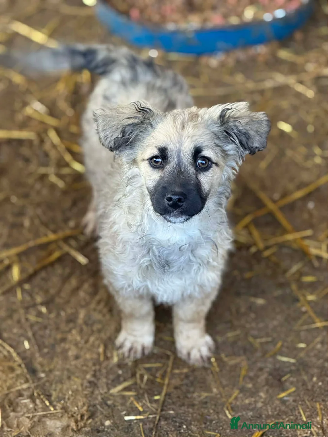 Meticcio cani in regalo: VANESA, cucciola TG PICCOLA super coccolona - Annuncio 4