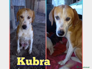 Meticcio cani 5anni i cuccioli adottati x lei il nulla!ABRUZZO a Milano - Annuncio 33