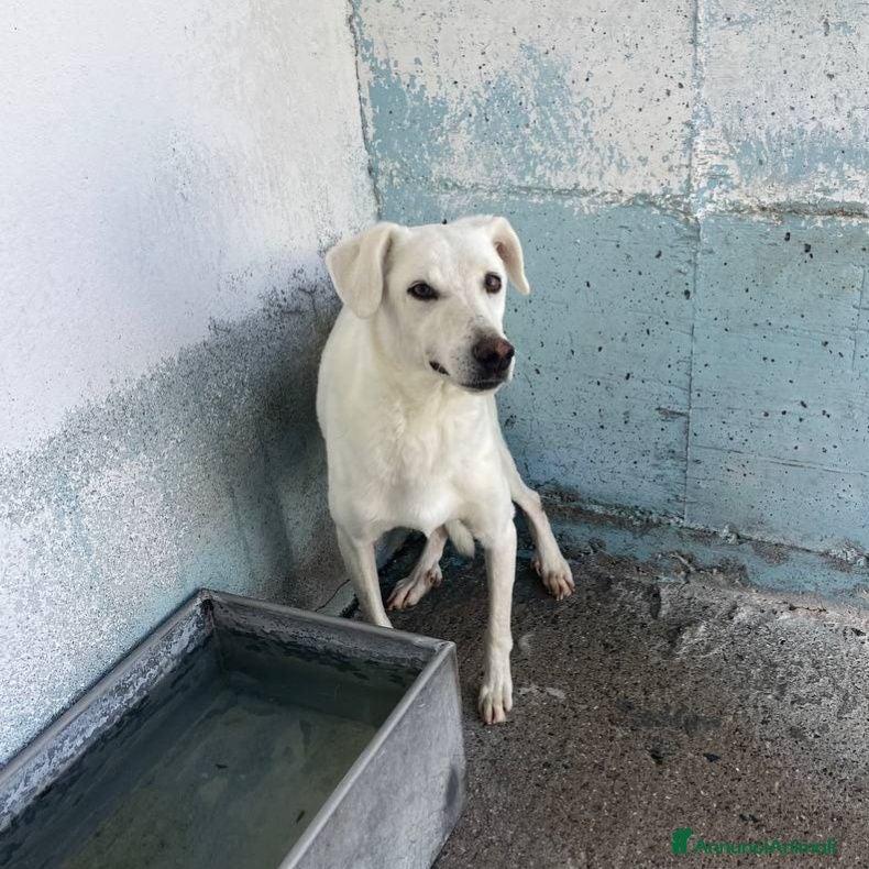 Meticcio cani Oscar - Annuncio 35