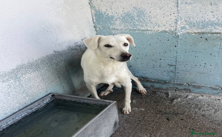 Meticcio cani Oscar - Annuncio 1