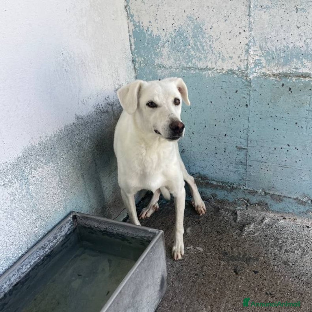 Meticcio cani in regalo: Oscar - Annuncio 1