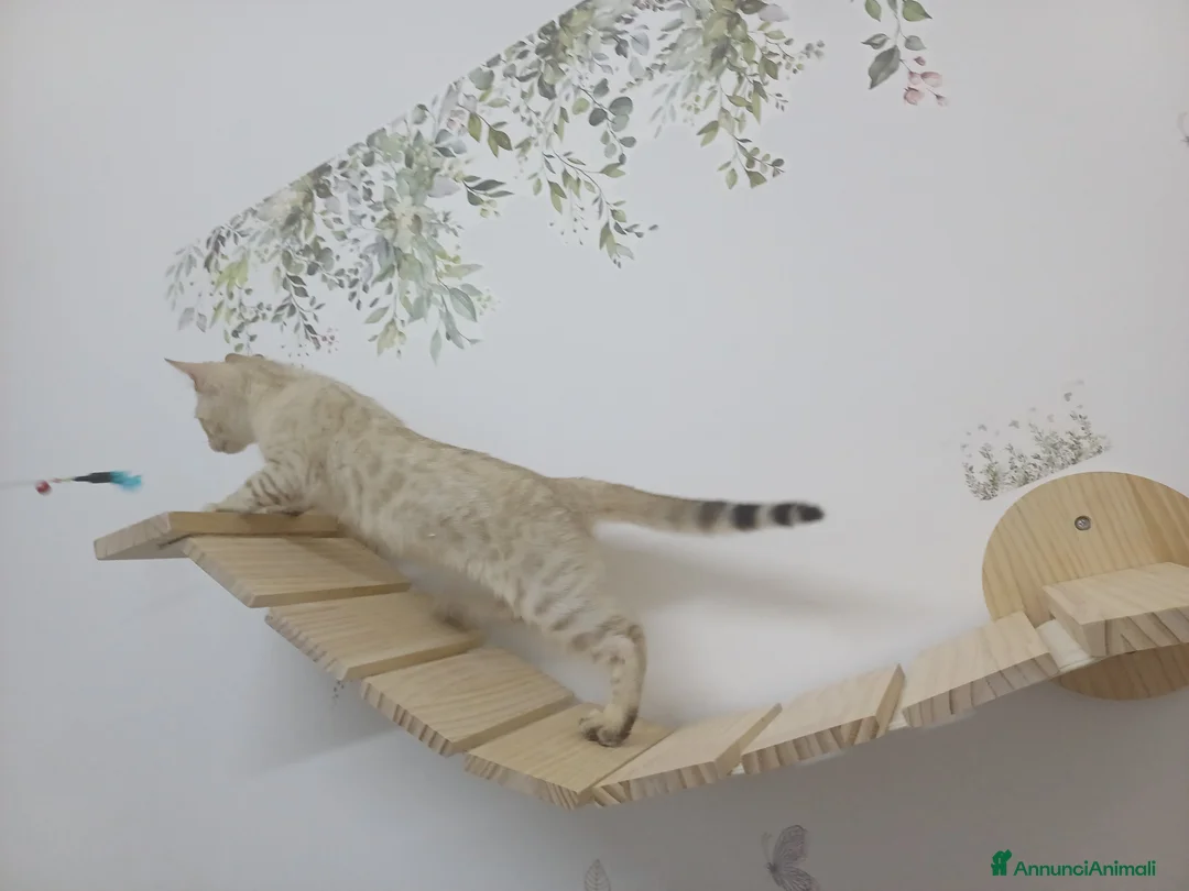 Bengala gatti in vendita: GATTO DEL BENGALA  - Annuncio 2