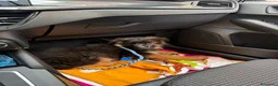 Pastore Tedesco cani in vendita: Cucciolo di Pastore Tedesco a pelo lungo di 3 mesi a Provincia di Modena - Annuncio 9