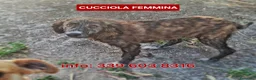 Meticcio cani in regalo: MORTADELLA 🩷 dolcezza da scoprire piano a Provincia di Bergamo - Annuncio 1