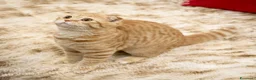 Scottish gatti in vendita: Maschietti Scottish Fold - Annuncio 10