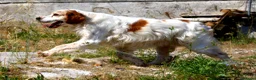 Breton cani in regalo: Bret aspetta una famiglia dal cuore grande!! - Annuncio 6