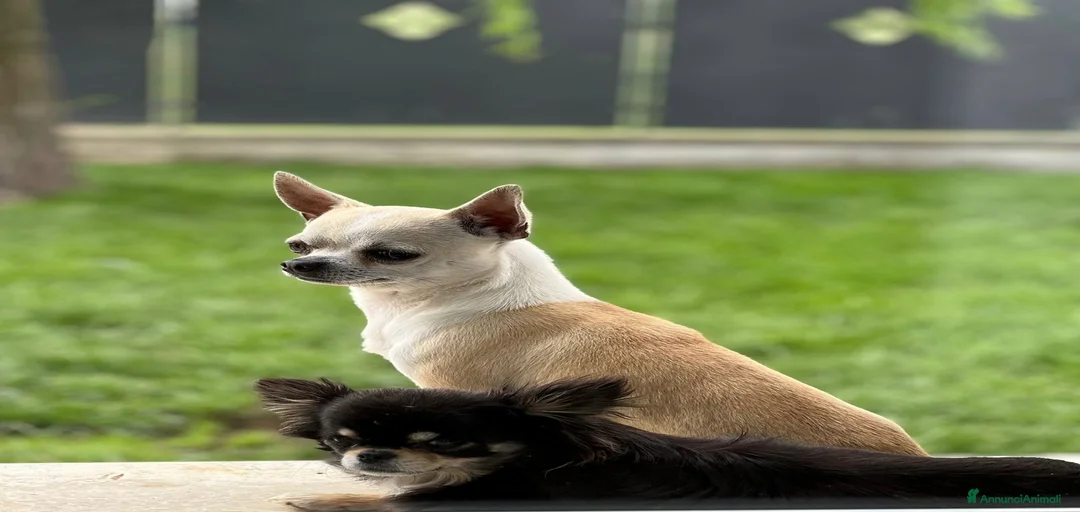 Immagine della galleria {{count}}