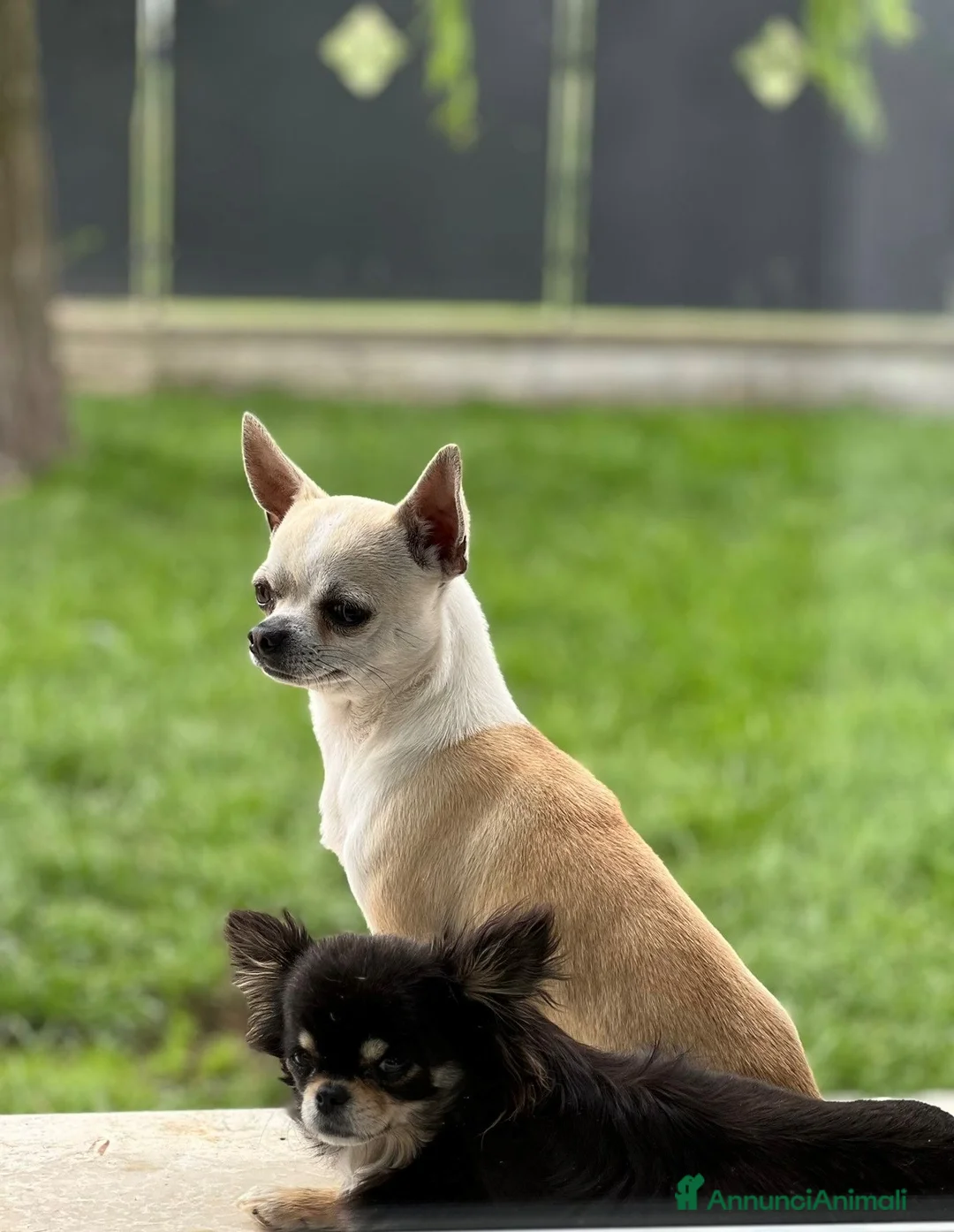 Immagine della galleria {{count}}