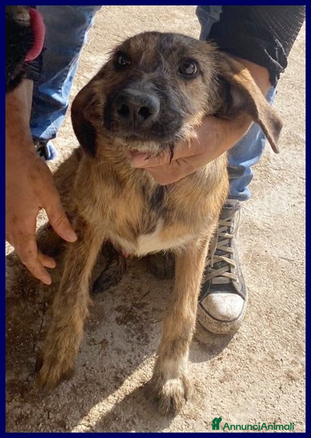 Meticcio cani in regalo: BRISTOL 3anni in cerca di casa e amore - Annuncio 4