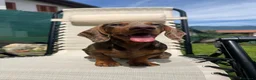 Bassotto Nano cani per accoppiamento: Cercasi femmina di bassotto per accoppiamento a Provincia di Varese - Annuncio 4