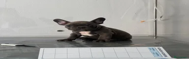 Bulldog Francese 1
