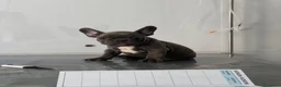 Bulldog Francese cani in vendita: Bulldog francese  - Annuncio 7