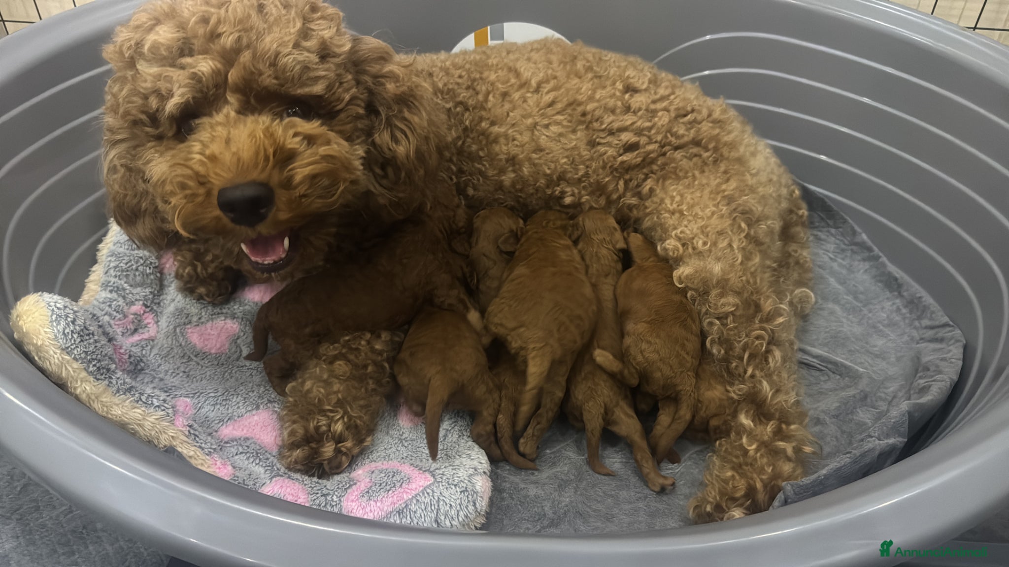 Meticcio cani Cuccioli Barboncino Nano  - Annuncio 1