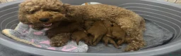 Meticcio cani in vendita: Cuccioli Barboncino Nano  a Città Metropolitana di Napoli - Annuncio 1