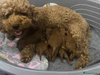 Meticcio cani Cuccioli Barboncino Nano - Annuncio 1