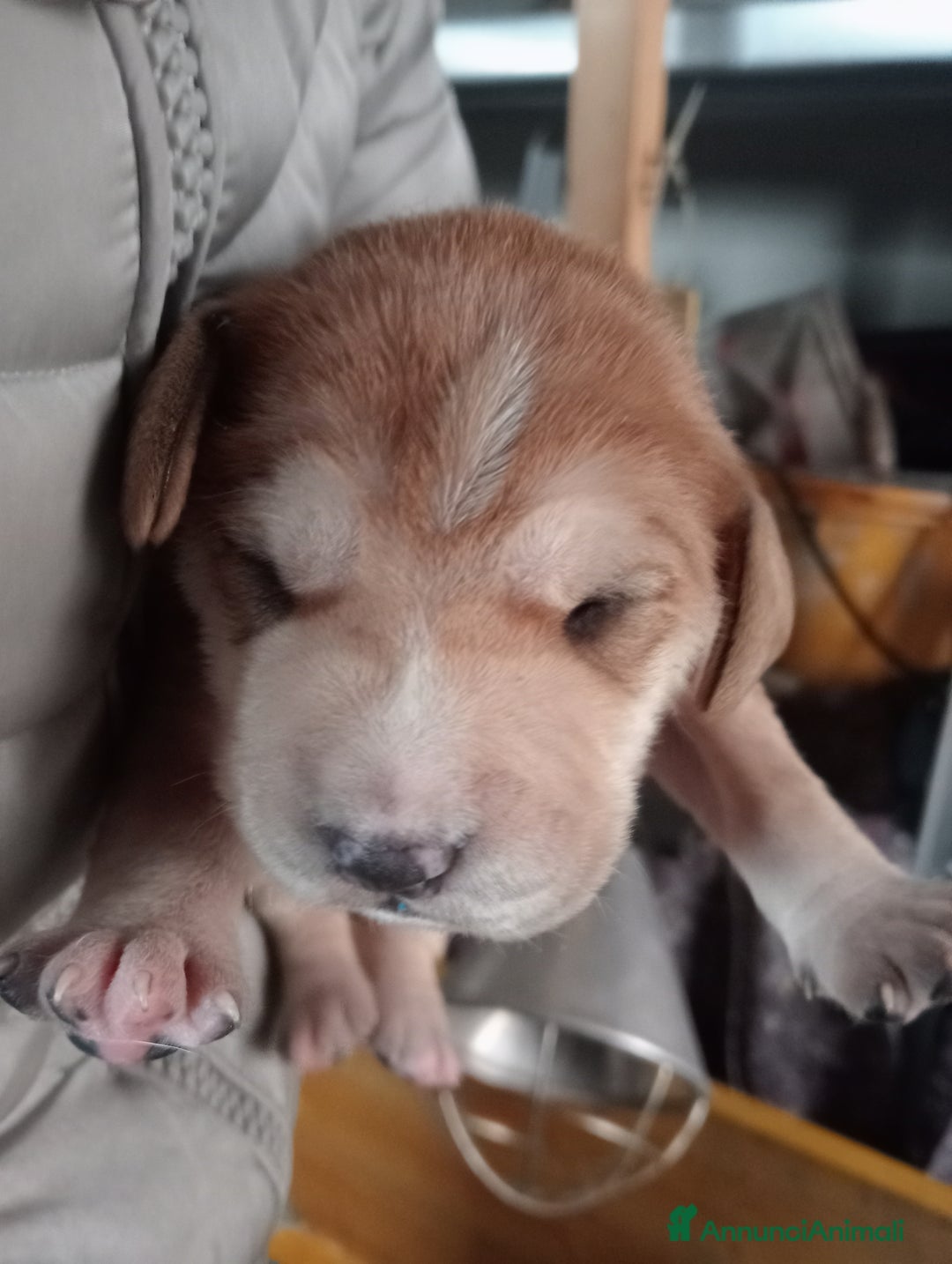 Meticcio cani in vendita: Cuccioli di Amstaff  - Annuncio 15