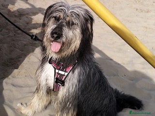 Meticcio cani TENERISSIMA SPINONCINA - Annuncio 9