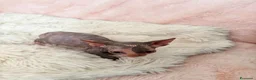 Sphynx gatti in vendita: Sphynx o gatto nudo - Annuncio 6