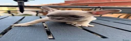 Bulldog Francese cani in vendita: Bulldog Francese Lilac Fawn - Annuncio 6