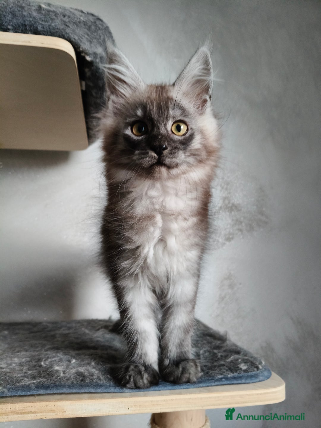 Maine Coon gatti in vendita: Maine Coon femmina black smoke  - Annuncio 3