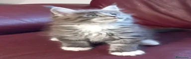 Maine Coon 2
