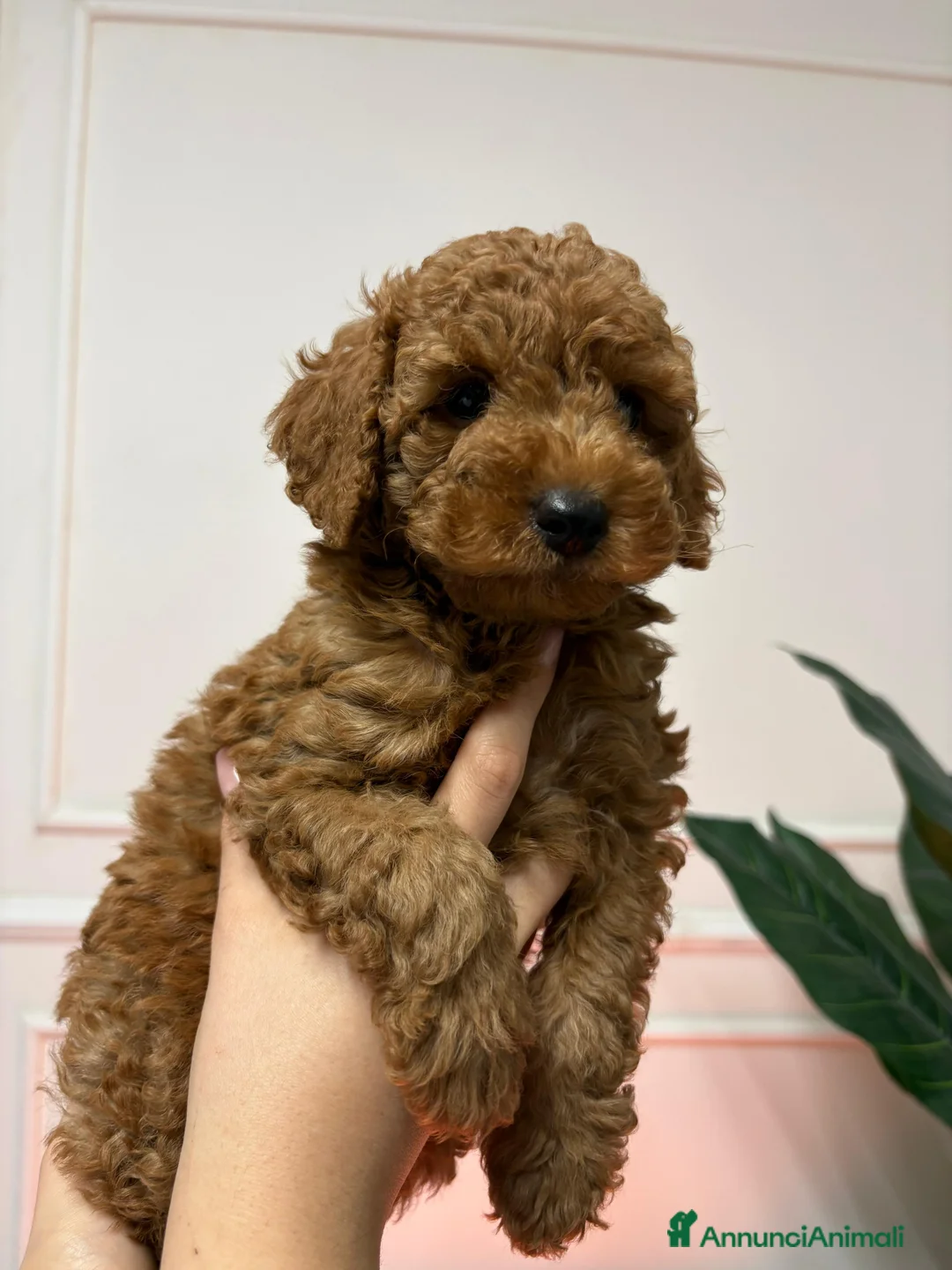 Meticcio cani in vendita: Barboncino nano red - Annuncio 9