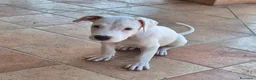 Meticcio cani in regalo: Cucciolo simil pitbull o dogo  a Provincia di Monza e della Brianza - Annuncio 2