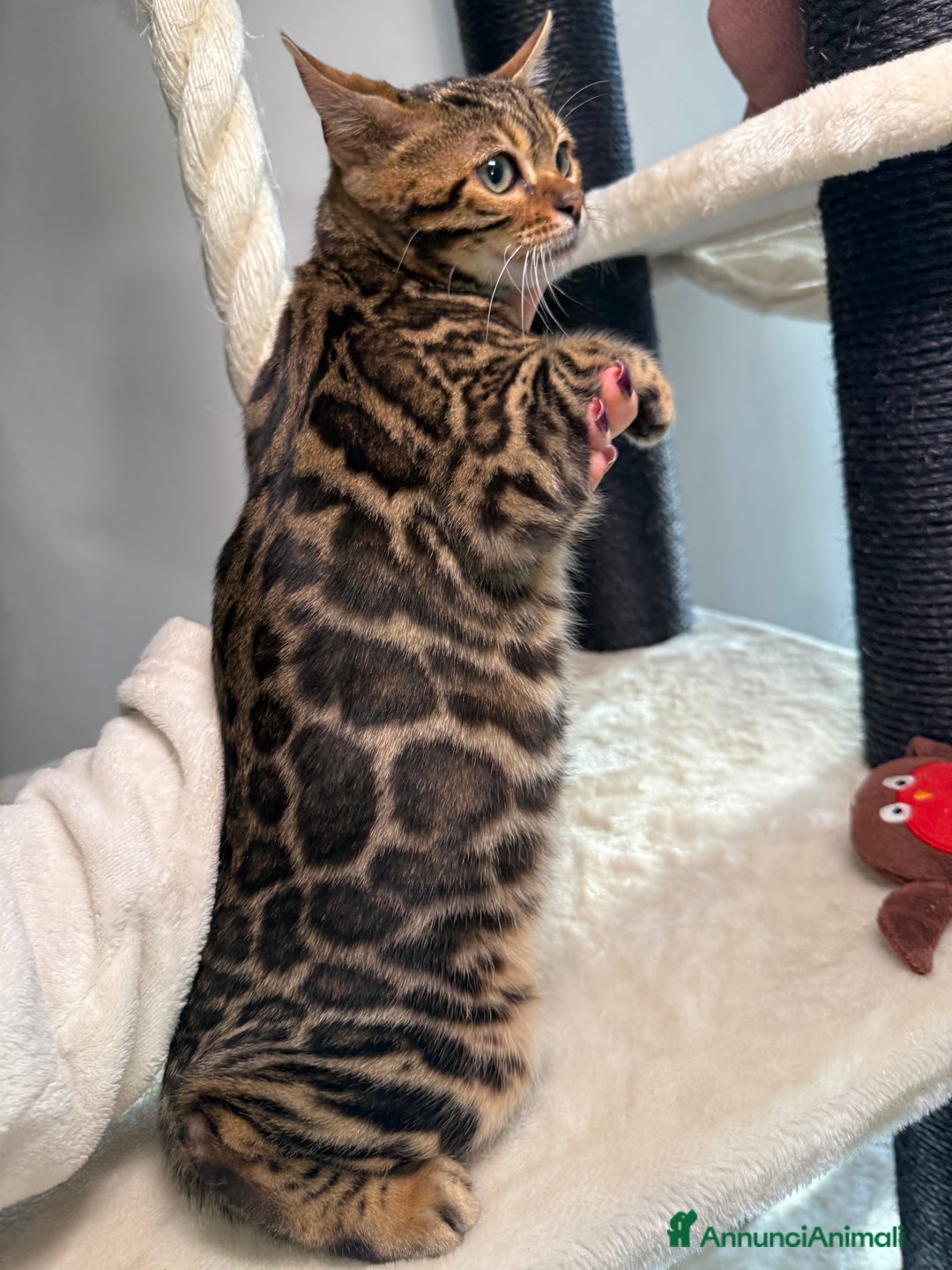 Bengala gatti in vendita: Gattina bengala brown spotted tabby  - Annuncio 8