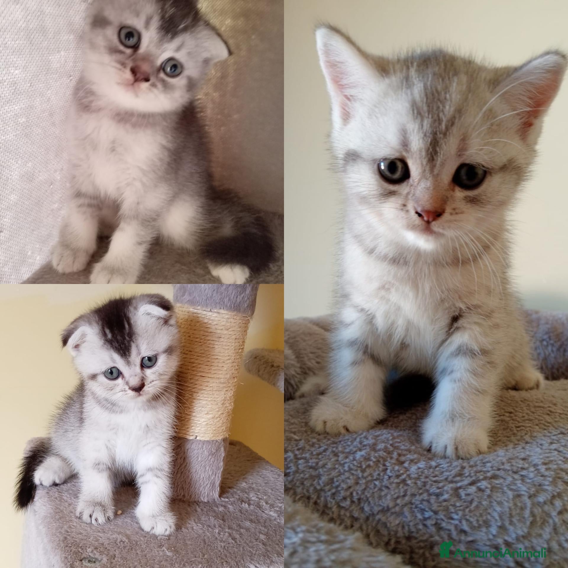 Scottish gatti Adorabili cuccioli in cerca di casa - Annuncio 14