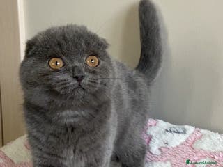 Scottish gatti Scottish fold - Annuncio 14