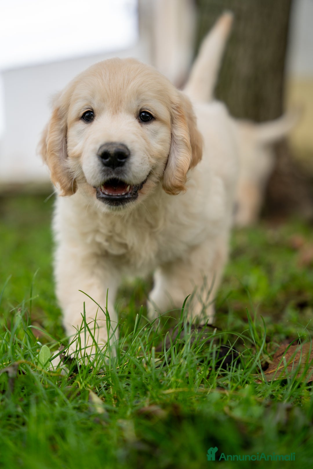 Golden Retriever cani in vendita: cuccioli di golden retriever - Annuncio 8