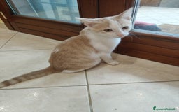 Altre razze gatti in regalo: Cuccioli di gatto  - Annuncio 1