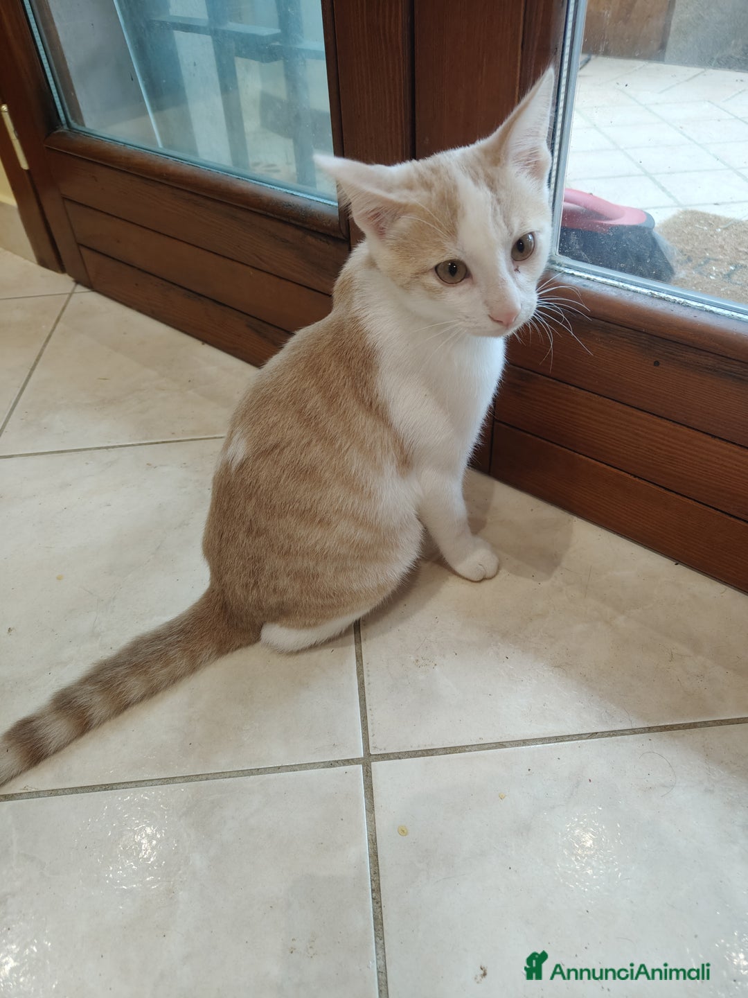 Altre razze gatti in regalo: Cuccioli di gatto  - Annuncio 1