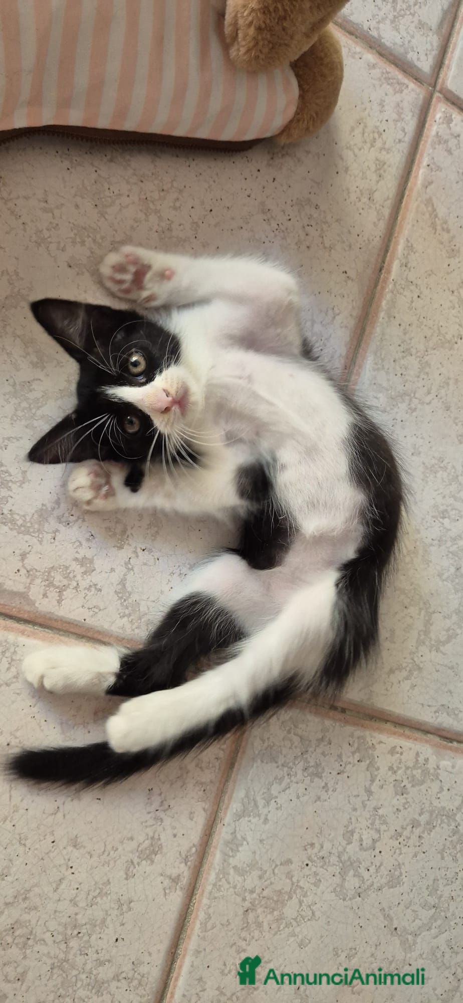 Europeo gatti Bunny  - Annuncio 3