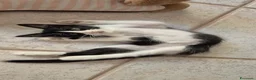 Europeo gatti in regalo: Bunny  a Provincia di Salerno - Annuncio 1