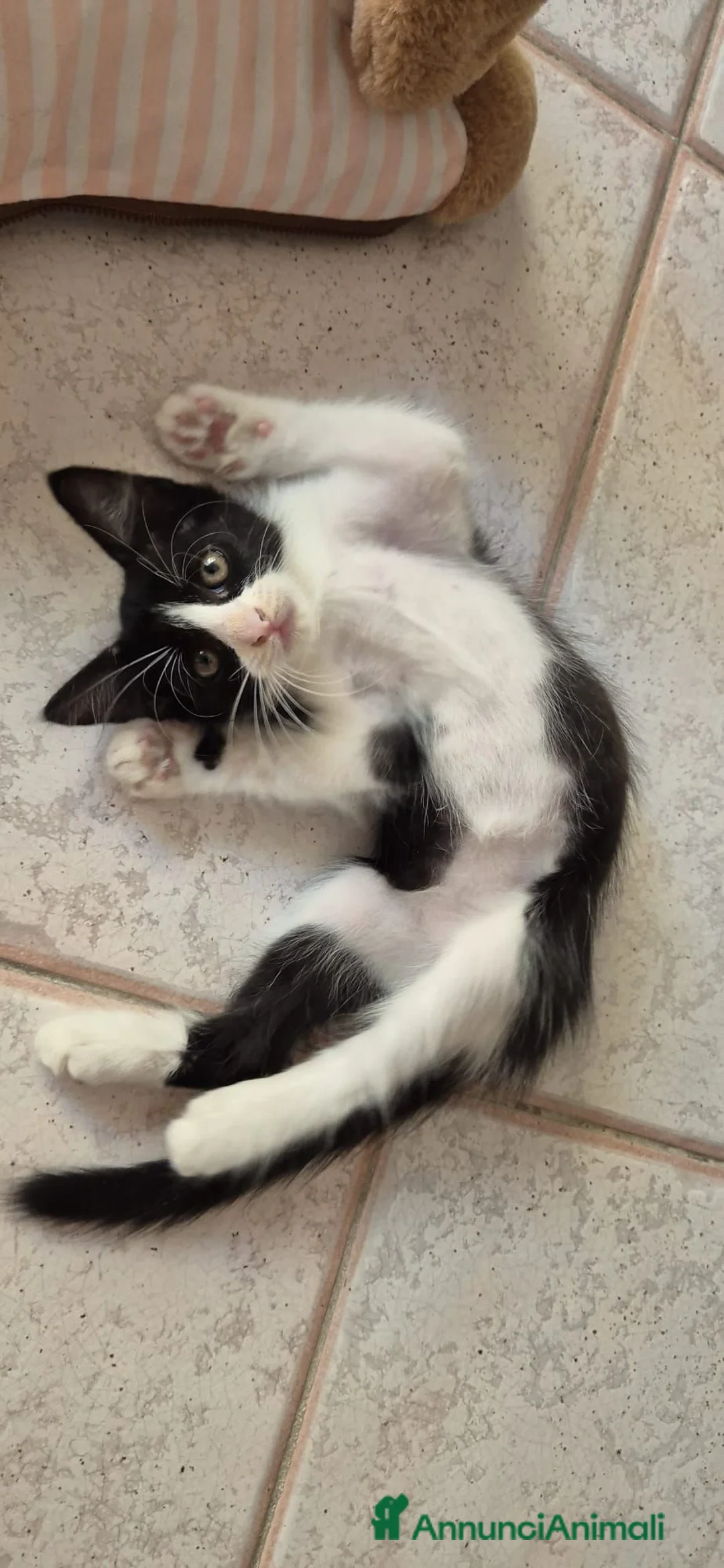 Europeo gatti in regalo: Bunny  a Provincia di Salerno - Annuncio 1